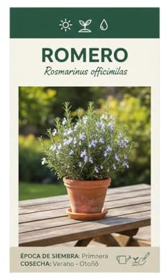 Semillas de Romero para Cultivo Fácil en Casa | Aromática Mediterránea para Cocina y Jardinería DECOALIVE