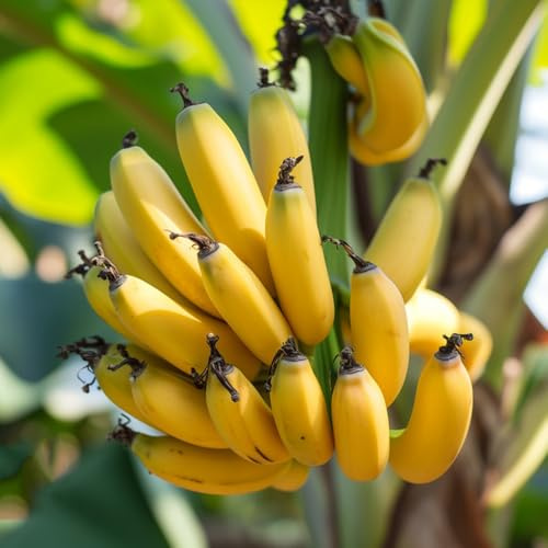 semillas de plátano semillas de en espaldera Árbol plátano invernaderos balcón balcón jardín raro resistentes 15pcs