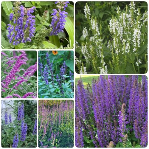 salbeisamen kräuterpflanzen topfpflanzen kräutergarten geschenk balkon blumen samen winterharte pflanzen für balkon, balkonpflanzen winterhart blumensamen kräutersamen kräuter stauden 500pcs