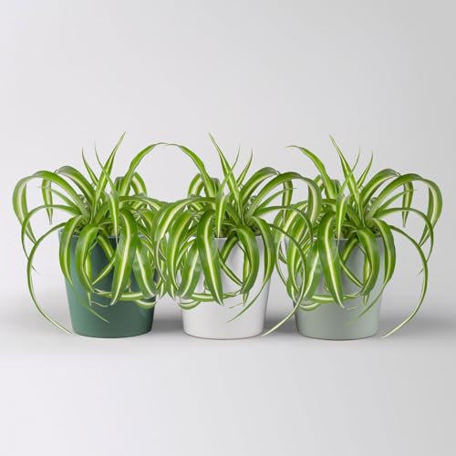 Grünlilie 'Bonnie' in Topf Dallas seegrün,gl.blau&weiß, Topf-Ø 12cm 3 Pflanzen