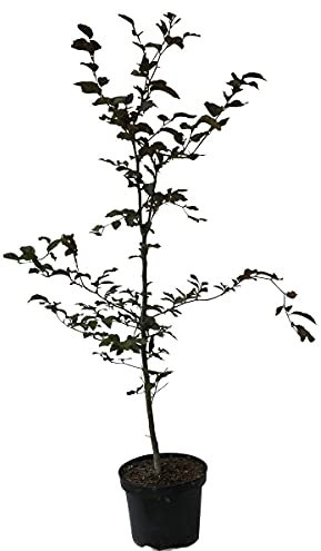 Blutbuche Fagus sylvatica purpurea rotes Laub ca. 80-100 cm 5 L Topfballen