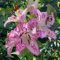 2 piezas Comprar bulbos de lirio - Lilium brownii - bulbos de floración temprana, flores cortadas lirios gigantes lirios arbóreos tubérculos resistentes plantas en macetas para exteriores,