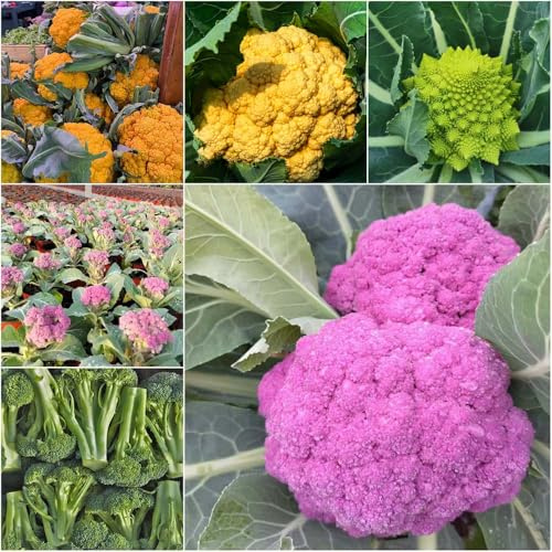 semillas de coliflor semillas exóticas orgánicas De primera calidad para lugares 800pcs