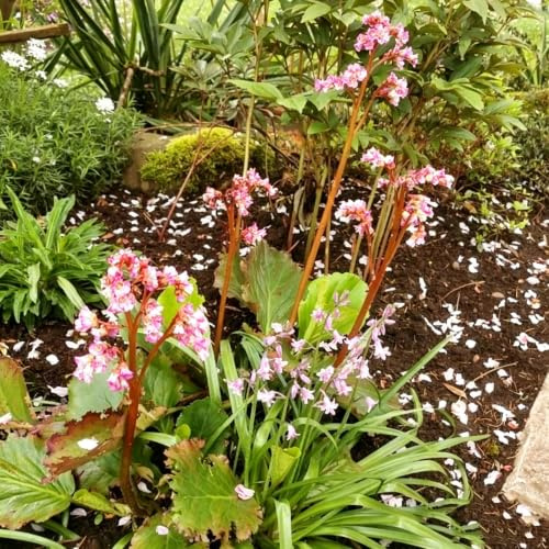 semillas de Bergenia - sostenibles decoraciones resistentes el 350pcs