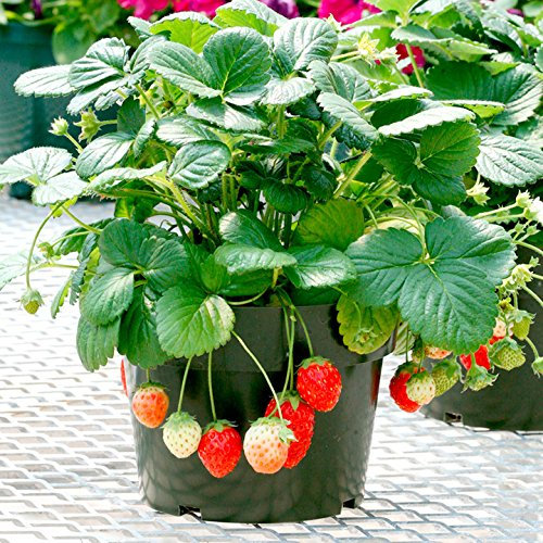 25 graines Tentation fraises