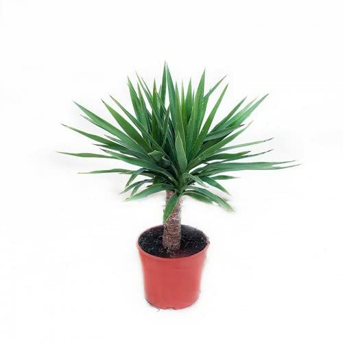 Planta de Yucca Elegans Natural Aproximadamente 90cm de Altura