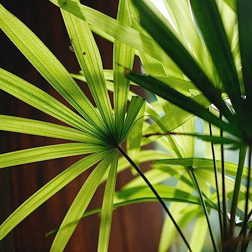 Lady Palm Tree 'Rhapis excelsa' Tropical Plant Seeds - 8 Seeds for Indoor Houseplant