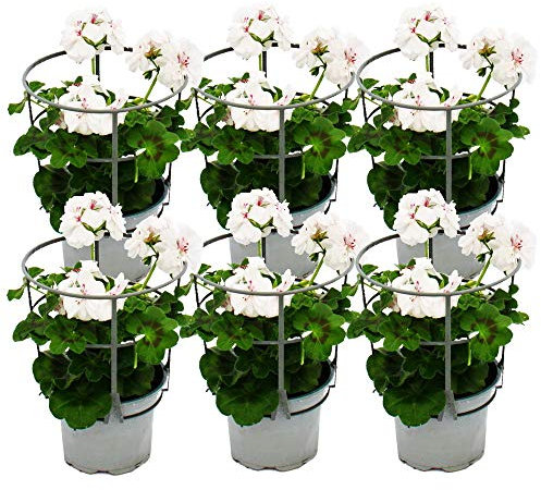Geranien hängend - Pelargonium peltatum - 12cm Topf - Set mit 6 Pflanzen - weiß