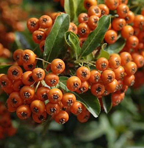 Feuerdorn Orange Glow 40-60cm - Pyracantha