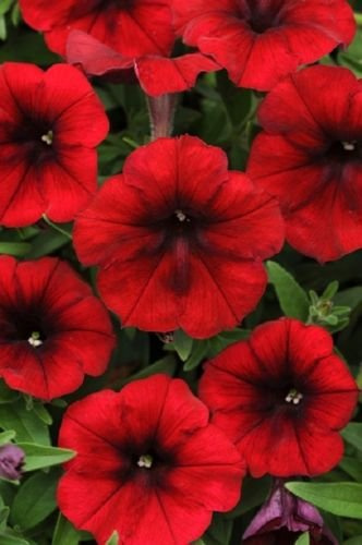 Graines de pétunia Tidal Wave Red Velour Pelleted Seeds Graines de fleurs: PAQUET DE 100 GRAINES