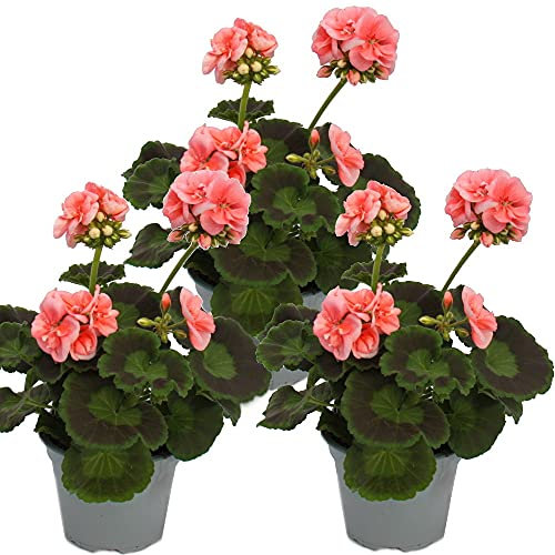 Exotenherz - Geranien stehend - Pelargonium zonale - 12cm Topf - Set mit 3 Pflanzen - rosa