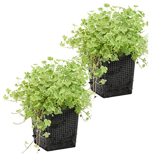 Bloomique - Lot de 2 - Hydrocotyle Variegata - Hydrocotyle panachée - Plantes de bassin - Plantes aquatiques - Rustique - Hauteur 10-20 cm - Pot 11 cm