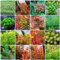 1500 piezas semillas de acuario de plantas acuáticas, plantas de acuario cobertura del suelo, jardín acuario decorativo, plantas reales cama de balcón, plantas perennes resistentes