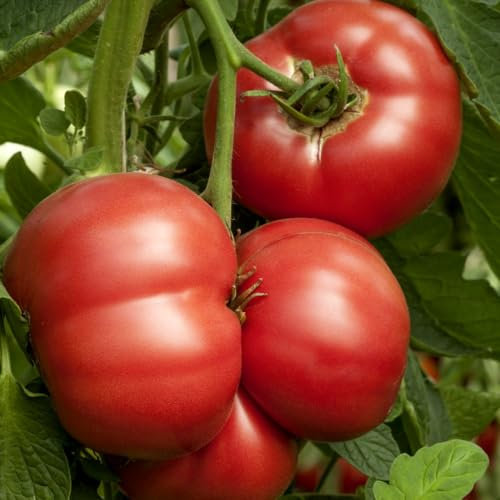 Tomato 'Crimson Blush' F1 (Rose Crush) Seeds - Blight Resistant, Large Beefsteak Fruits - Grafted Cordon Variety for Outdoor and Greenhouse Growing - 1x Seed Packet by Thompson & Morgan