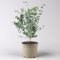 Eucalyptus gunnii 'Azura®', Topf-Ø 15 cm