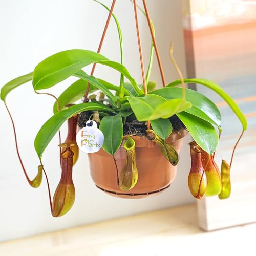 Planta Carnívora Nepenthes - Planta Grande - Incluye Colgador - Planta Viva