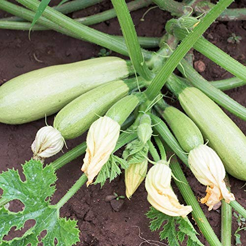 Zucchini Bianca di Trieste Samen für ca. 10 Pflanzen - helle Früchte, ertragreich