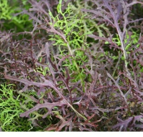 Buy4seeds 20 Seeds Mustard Mizuna Red Streaked. Japanese Asian Leaf Salad Vegetable Seeds Easy to Grow