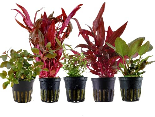 AquaOne Akvarium växter I 5 x vattenväxter I röda akvarieväxter I stamväxter Alternanthera Ludwigia Lagenandra Limnophila I set med 5 akvarieväxter
