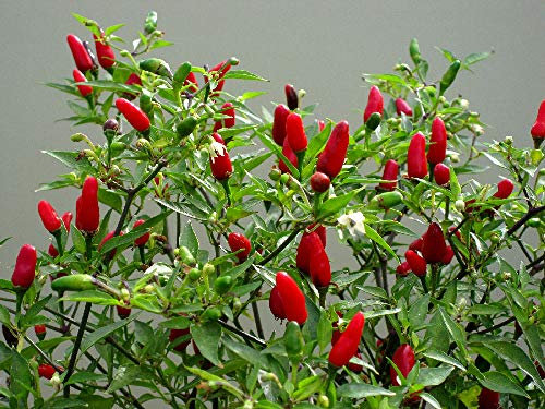 Viridis Hortus - 6 x Hot Thai Chilli Pepper - Vegetable/Fruit Seeds