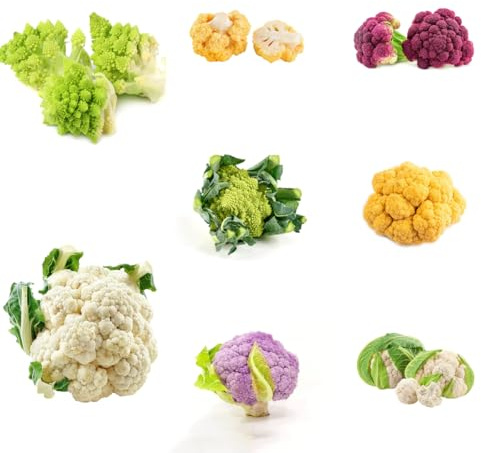 coliflor sostenibles semillas de coliflor de jardín perennes resistentes Camas elevadas el jardín semillas hortalizas resistentes variedades raras 160semillas