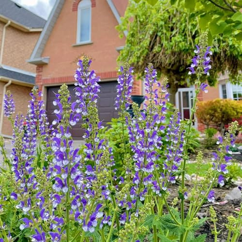 semillas de salvia - salvia - Cubresuelos resistentes semillas de silvestres decoración sala estar, jardín interior, jardín, 60semillas