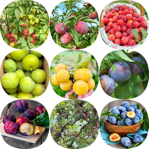 semi di susino frutteto esotico da frutto frutto colonnare da colonnari giardino roccioso per giardinieri nani, resistenti vecchie varietà 25pcs