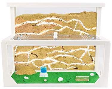 AntHouse - Fourmilière Naturelle en Sable 3D | Kit L (Sandwich + Caisse de Fourrage) | Ferme de Fourmis Blanc | Colonie de Fourmis Incluse