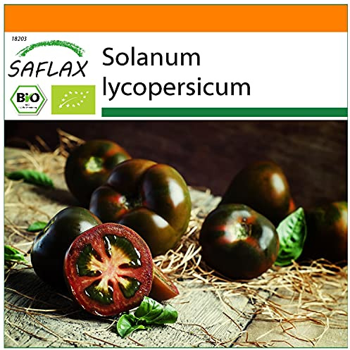 SAFLAX - Garden in the Bag - Ekologiskt - Tomat - Black Cherry - 10 Frön - Med underlag i en passande resväska - Solanum lycopersicum