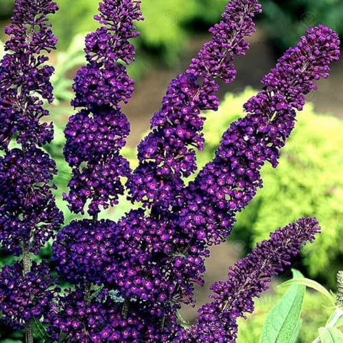 Pack 2 Butterfly Bush Live Plant, Fragrant Buddleia Shrub, 4-9 Inch Height, Vibrant Blooms for Landscaping (Black Butterfly)