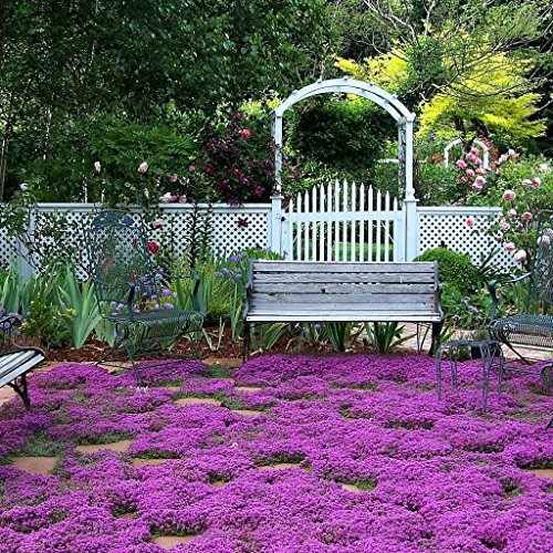 50 Semi di Timo serpillo - Groundcover Fragrant