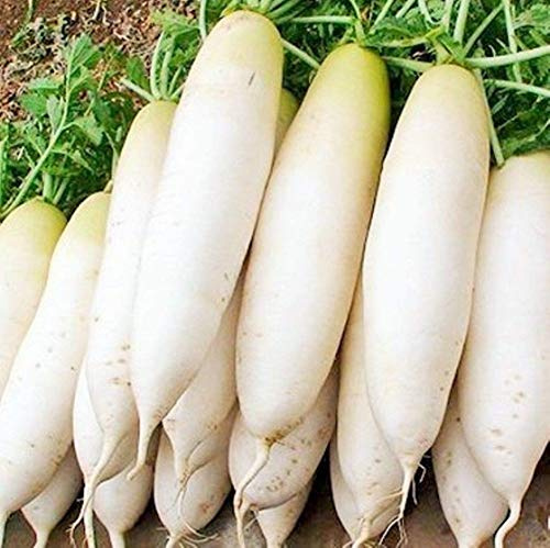 100+ Seeds of Korea Icicle Radish Seeds Chinese White Turnip Luo Bo Daikon