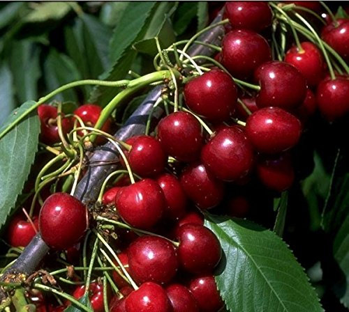 Kordia, Süßkirsche, Buschbaum (kleinbleibend), 120-140cm, im Topf