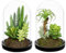 Arborus 2 piante grasse artificiali in campana di vetro trasparente, 15 cm, piante grasse finte miste decorative piccole piante artificiali per interni per mensola da ufficio centrotavola decorazione