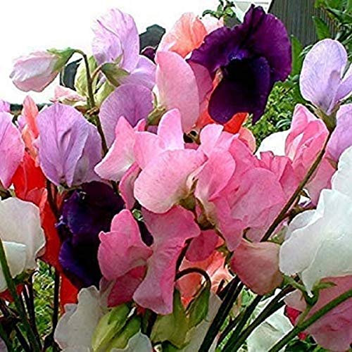 230 Sweet Pea Mammoth Seeds in Pictorial Packets Large Packets