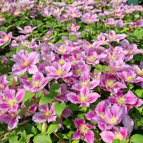 Semillas de clemátide, Clematis florida, resistentes Semillas de Clematis Perenne Resistente, silvestres 50pcs