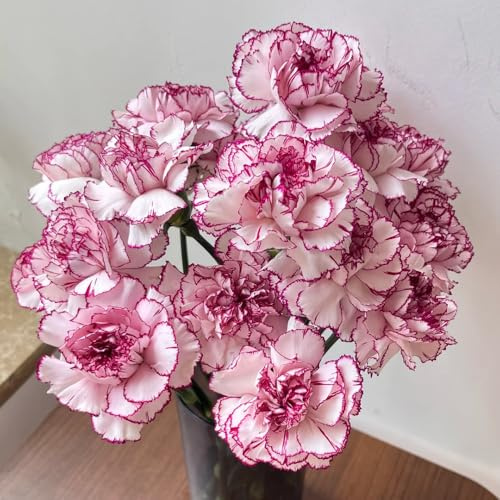 Nelkensamen kaufen, winterharte frühlings für garten balkon hochbeet 600pcs