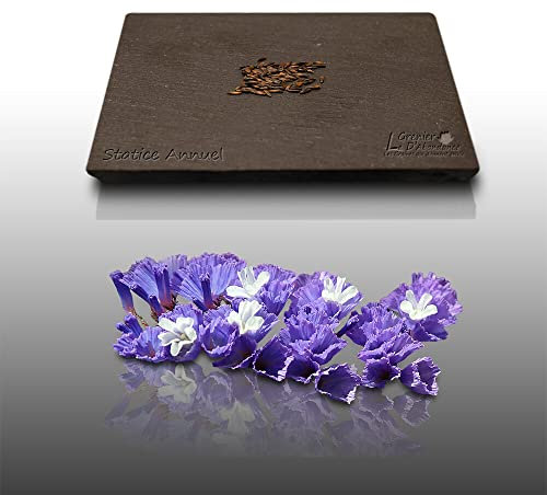 50 graines Fleurs à semer - Le Grenier d'Abondance - STATICE Annuel - Limonium sinuatum