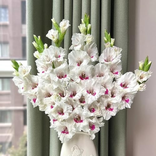 bulbos de gladiolos,Gladiolo, perennes resistentes exóticas Decoración de jardín, 12pcs