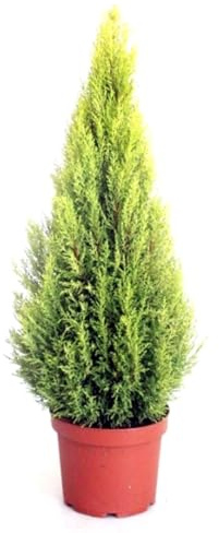 Planta 80-90 cm Cupressus Macrocarpa, Cipres Aroma Limón. Segura Garden. Cupressus macrocarpa embellece el jardín con su follaje verde, actúa como cortavientos natural