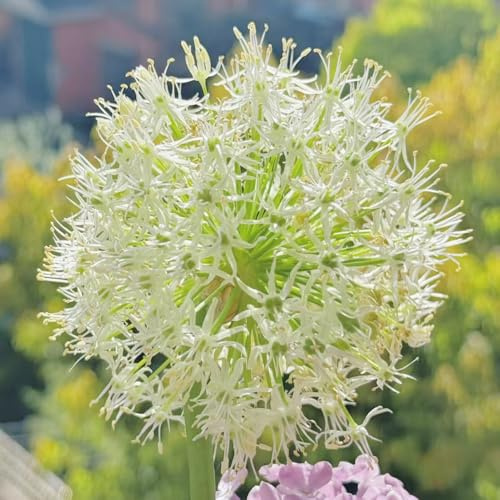 bulbi di allium - allium giganteum - resistenti, aglio ornamentale da appartamento esotiche balcone rialzato in vaso da giardino giardino roccioso 8pcs