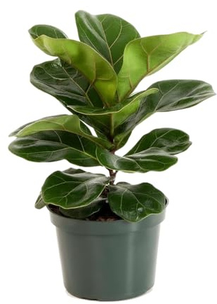 Higuera Hoja de Violín Enana Compacto DECOALIVE - Ficus Lyrata Bambino Planta Natural en 12 cm Planta Natural para Hogar y Oficina 30-35 cm