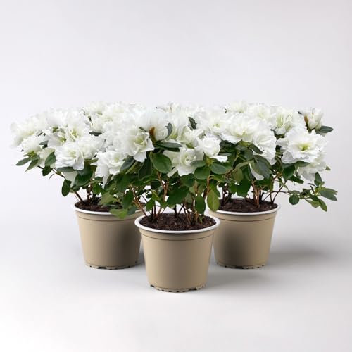 Azalee, 3er-Set, weiss gefüllt, Topf 12 cm Ø