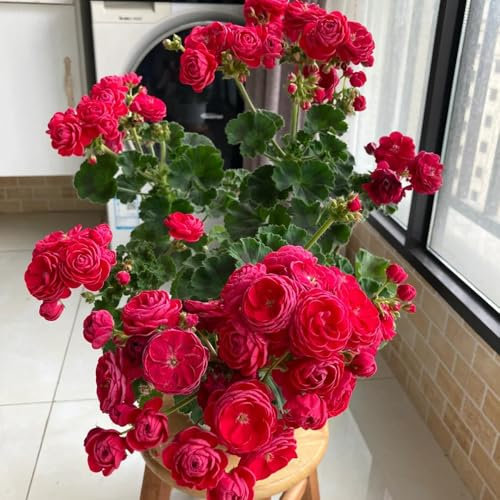 geranien samen stehend - pelargonium - ausgefallene geschenke, bodendecker winterhart mehrjährig geranien samen mehrjährig, kräuterpflanzen, blumen für balkon seltene pflanzen, 50pcs