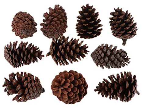Colcolo 10 Conos de Pino Secos Naturales Grandes en Flores Secas para Decoración Navideña, 6-8 cm