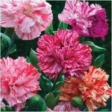 Packung mit 500 Samen, Nelkensamen, Picotee-Mischung (Dianthus caryophyllus)