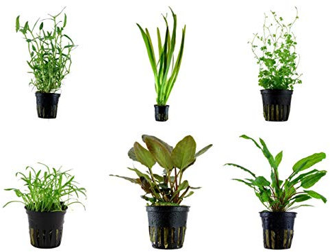 Tropica Einsteiger Set mit 6 einfachen Topf Pflanzen Aquariumpflanzenset Nr.28 Wasserpflanzen Aquarium Aquariumpflanzen