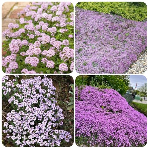 2000 pcs Thymian Samen Bio, Kräuterbeet Indoor, Bio Samen Kriechender Thymian Samen - Kräuterlinge Bienenweide Saatgut Bodendecker Gartenkräuter Heilkräuter Samen, Balkon Beet Kräutergarten