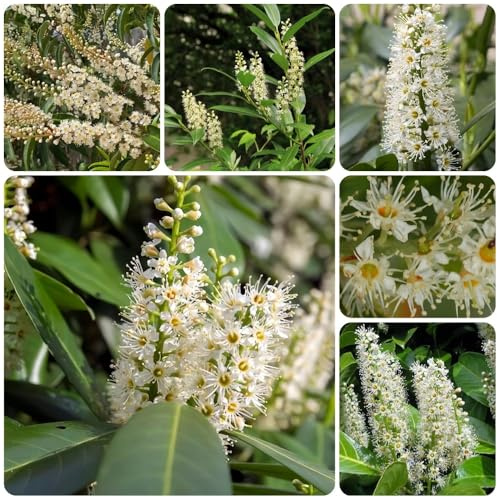 Semillas de Laurel Cerezo, de jardín de rocas resistentes Prunus laurocerasus, para exterior resistentes al invierno semillas exóticas 150pcs
