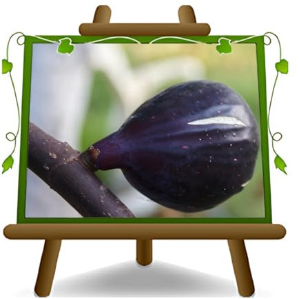 EURO PLANTS VIVAI Fico Colummaro Nero - Pianta da Frutto Antico su Vaso da 20 cm. - *Altezza: 150-170 cm. - Età 2 Anni